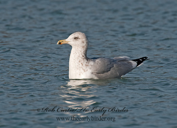 Larus argentatus  HERRING GULL 8027727 z