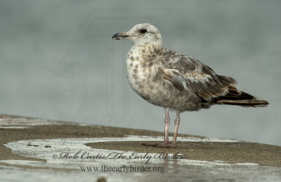 Larus argentatus  HERRING GULL 5008624 z