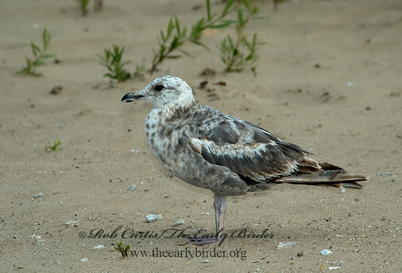 Larus argentatus  HERRING GULL 5008653 z