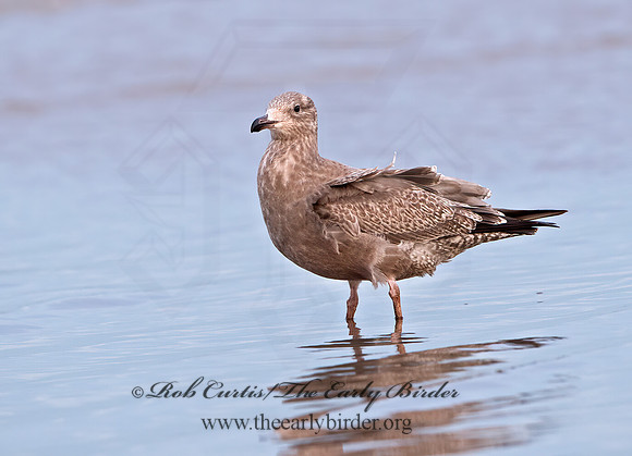 Larus argentatus  HERRING GULL  9027416z