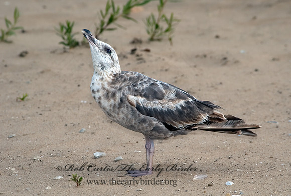 Larus argentatus  HERRING GULL 5008655 z