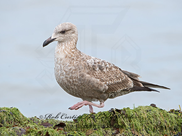 Larus argentatus  HERRING GULL  9027430z
