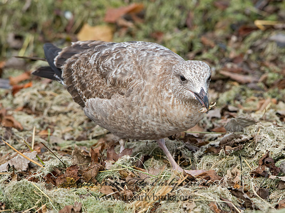 Larus argentatus  HERRING GULL  9027448z