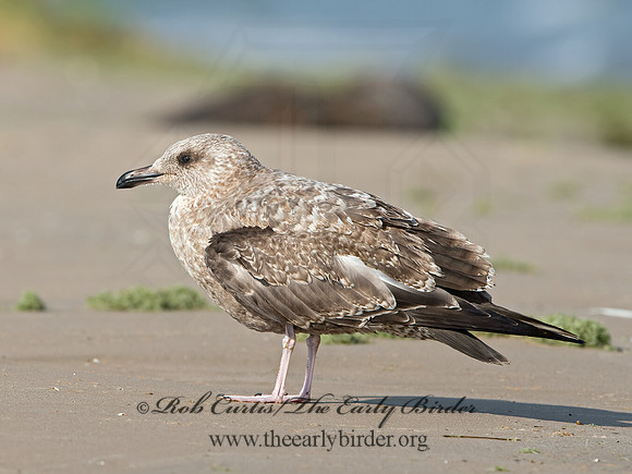Larus argentatus  HERRING GULL  9024878z