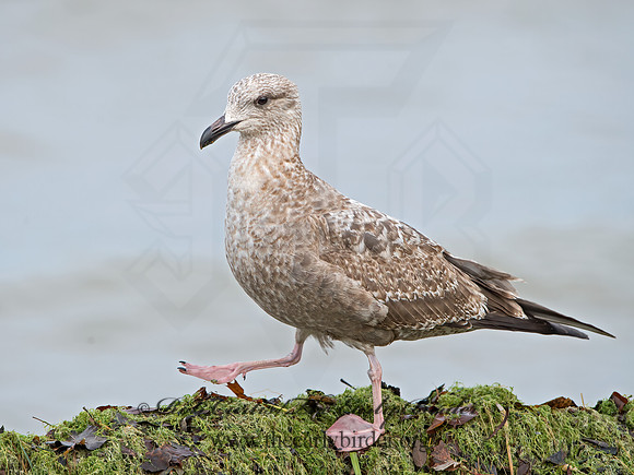 Larus argentatus  HERRING GULL  9027436z