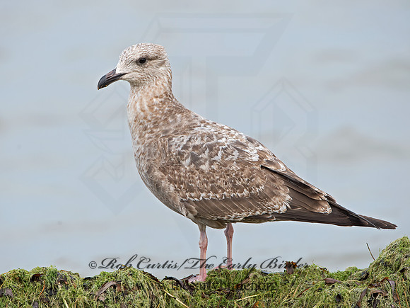 Larus argentatus  HERRING GULL  9027438z
