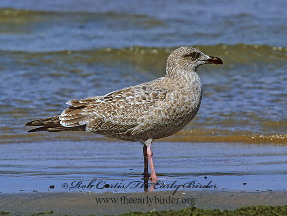 Larus argentatus  HERRING GULL 1286331 z