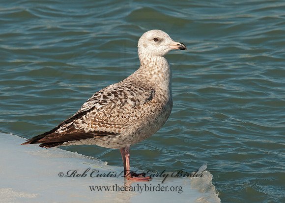Larus argentatus  HERRING GULL 3006549 z