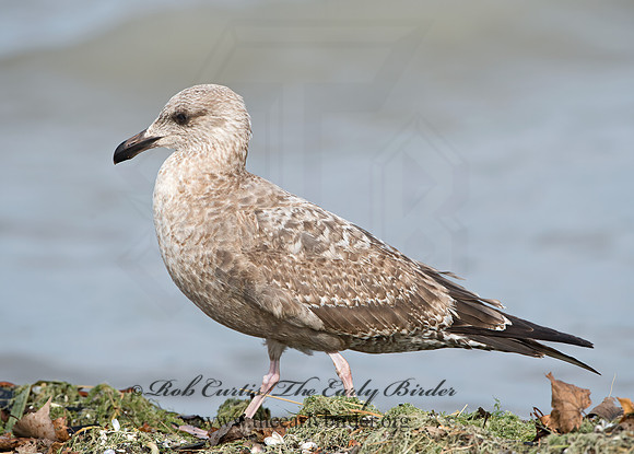Larus argentatus  HERRING GULL  9027468z