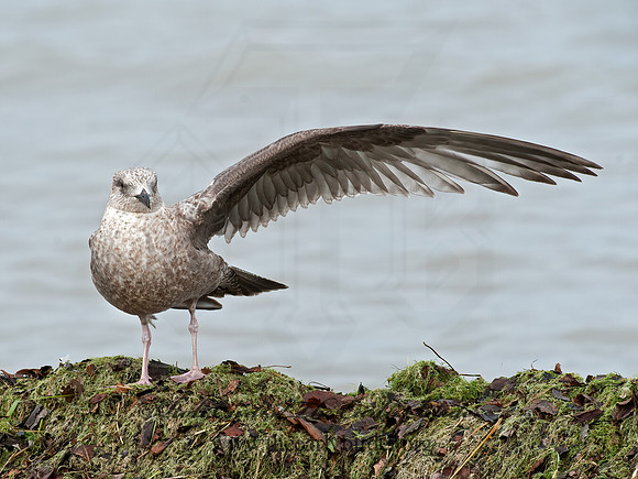Larus argentatus  HERRING GULL  8033698z