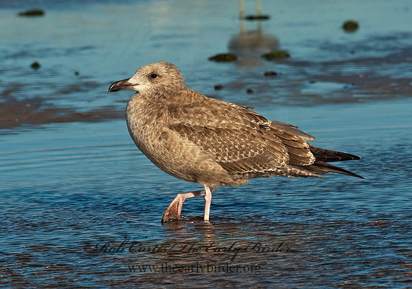 Larus argentatus  HERRING GULL 8024429 z