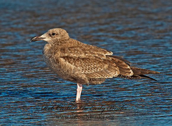 Larus argentatus  HERRING GULL 8024432 z