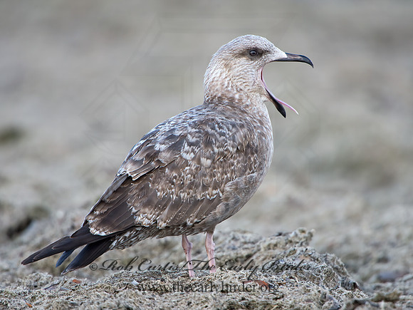 Larus argentatus  HERRING GULL 9025253z