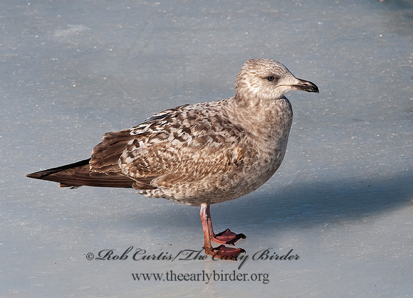 Larus argentatus  HERRING GULL 8025020 z