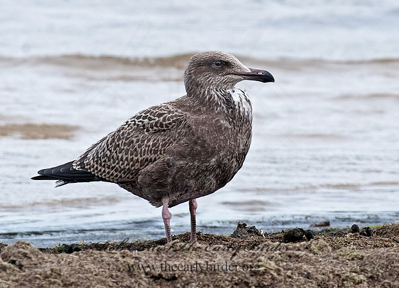 Larus argentatus  HERRING GULL 8026635 z