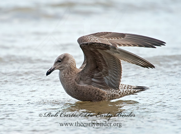 Larus argentatus  HERRING GULL 9005841 z