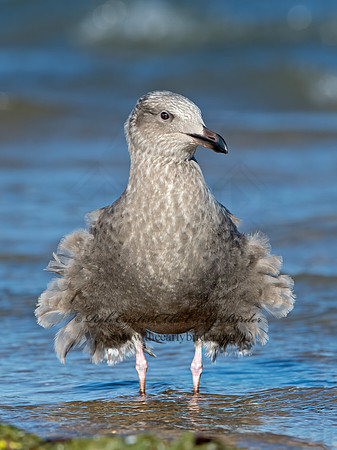 Larus argentatus  HERRING GULL 9025851z