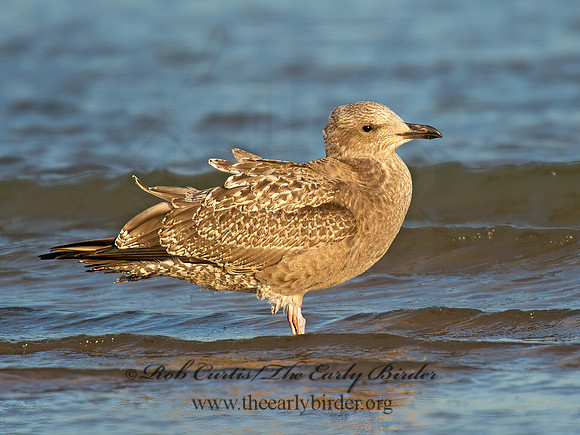 Larus argentatus  HERRING GULL 9005845 z