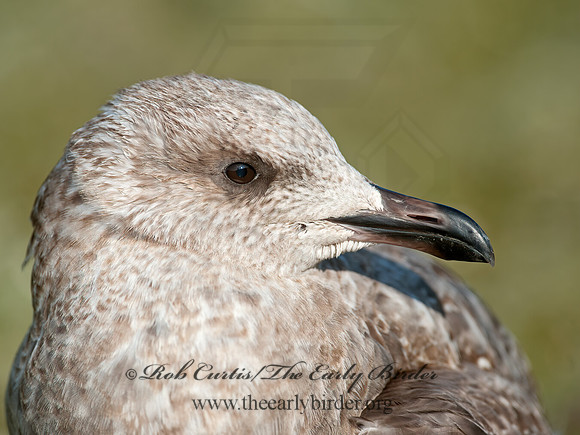 Larus argentatus  HERRING GULL  8033305z