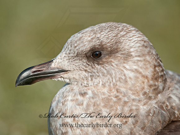 Larus argentatus  HERRING GULL  8033306z