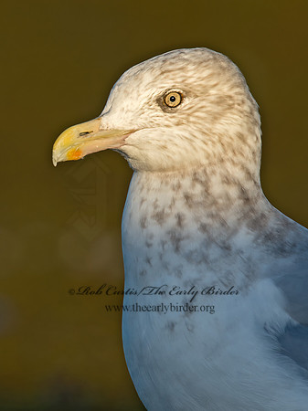 Larus argentatus  HERRING GULL  9024620z
