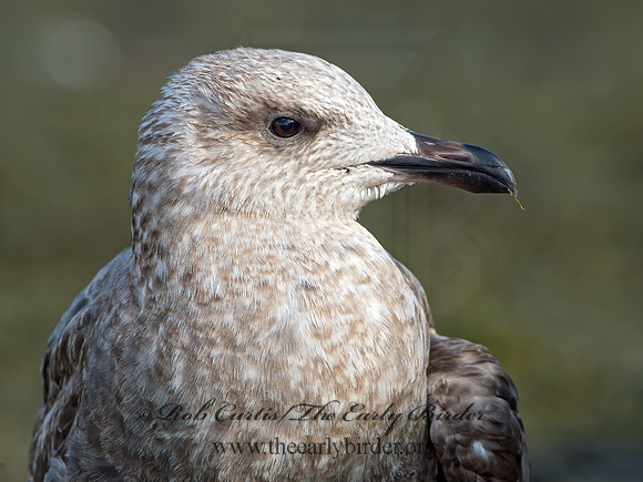 Larus argentatus  HERRING GULL  9024899z