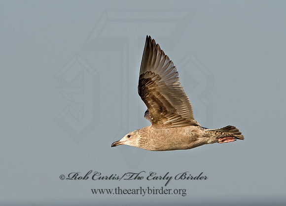 Larus argentatus  HERRING GULL  9027264z