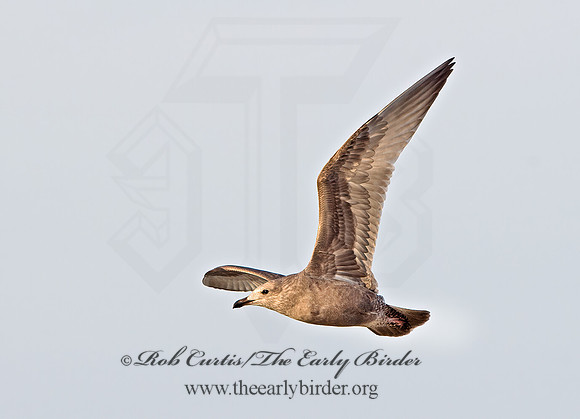 Larus argentatus  HERRING GULL  9027271z
