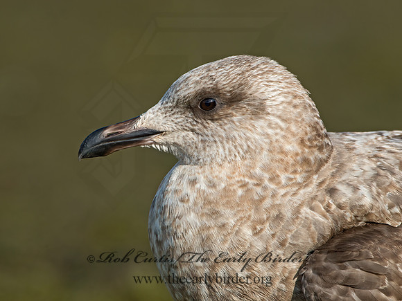 Larus argentatus  HERRING GULL  9024901z