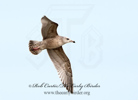 Larus argentatus  HERRING GULL  9027455z