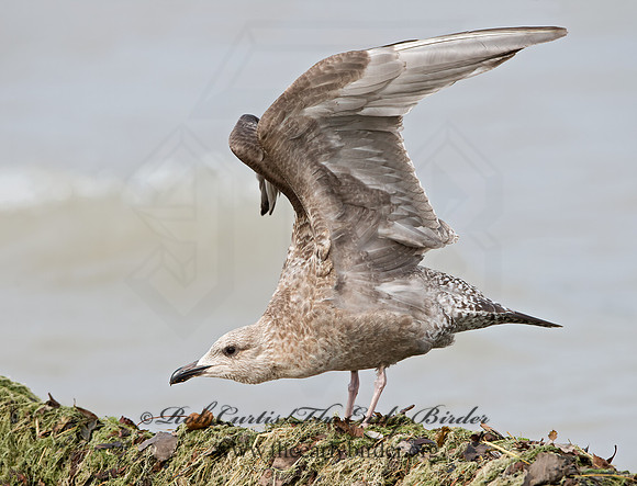 Larus argentatus  HERRING GULL  9027446z