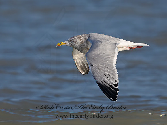 Larus argentatus  HERRING GULL 1300562z