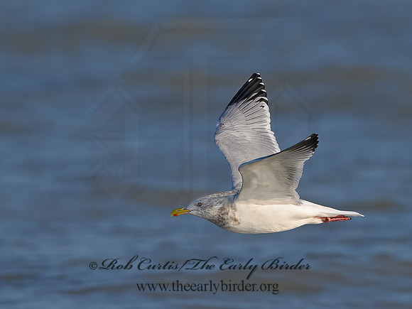 Larus argentatus  HERRING GULL 1300563z