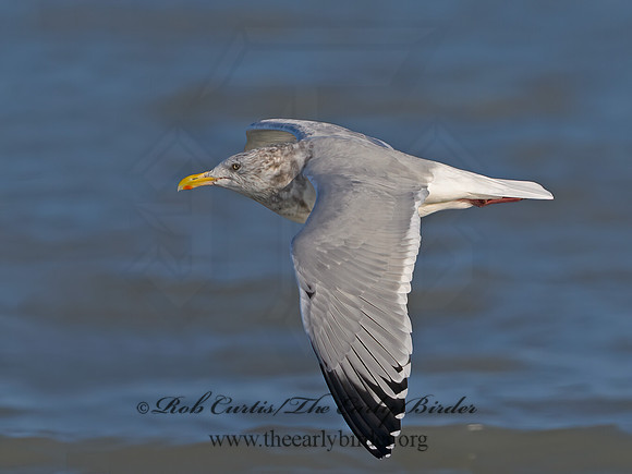 Larus argentatus  HERRING GULL 1300567z