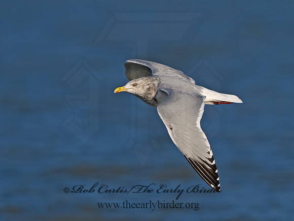 Larus argentatus  HERRING GULL 1300568z