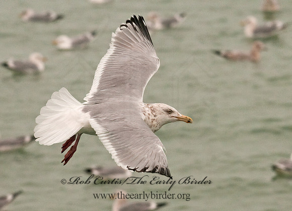 Larus argentatus  HERRING GULL 3001249 z