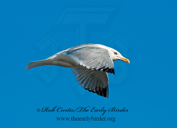 Larus argentatus  HERRING GULL 3000929 z
