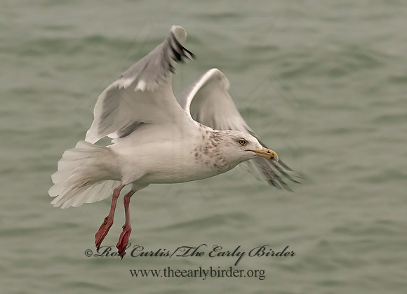 Larus argentatus  HERRING GULL 3001260 z