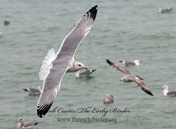 Larus argentatus  HERRING GULL 3001266 z