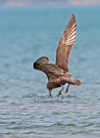 Larus argentatus  HERRING GULL 3004202 z