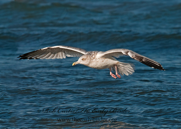 Larus argentatus  HERRING GULL 3004927 z