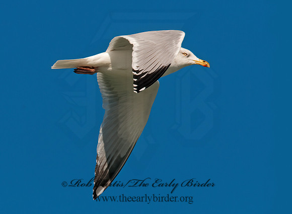 Larus argentatus  HERRING GULL 3006526 z