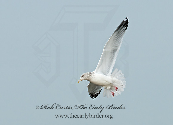 Larus argentatus  HERRING GULL 3010670 z