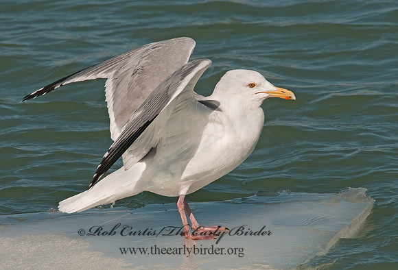 Larus argentatus  HERRING GULL 3006532 z