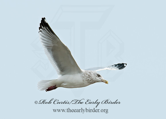 Larus argentatus  HERRING GULL 3010677 z