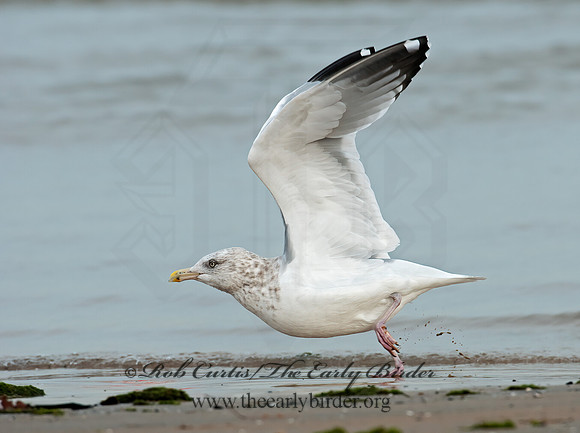 Larus argentatus  HERRING GULL 3010675 z