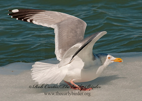 Larus argentatus  HERRING GULL 3006534 z