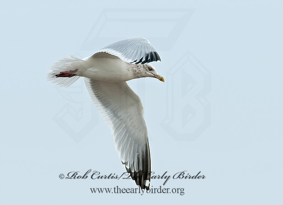 Larus argentatus  HERRING GULL 3010678 z