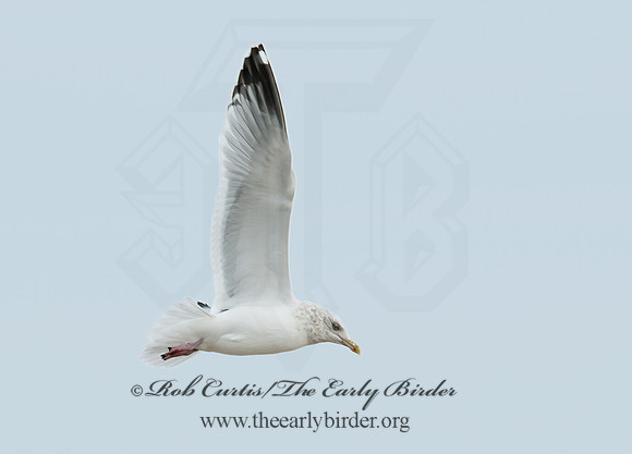 Larus argentatus  HERRING GULL 3010679 z