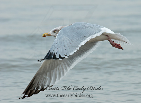 Larus argentatus  HERRING GULL 3010689 z